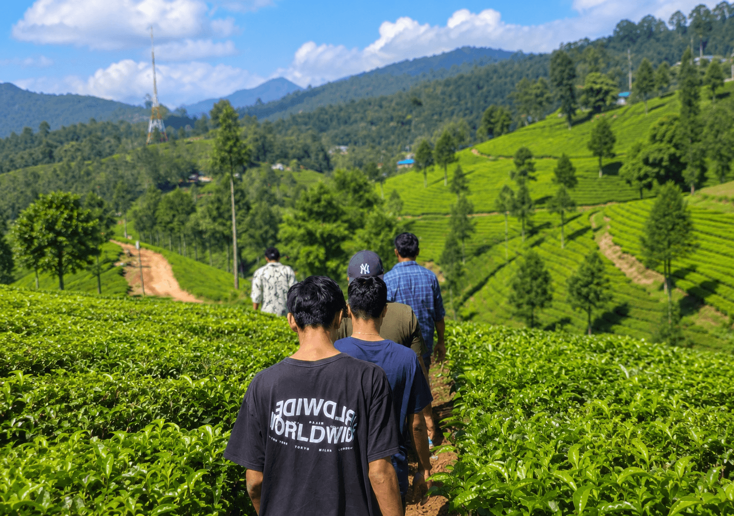 Plantation Tours