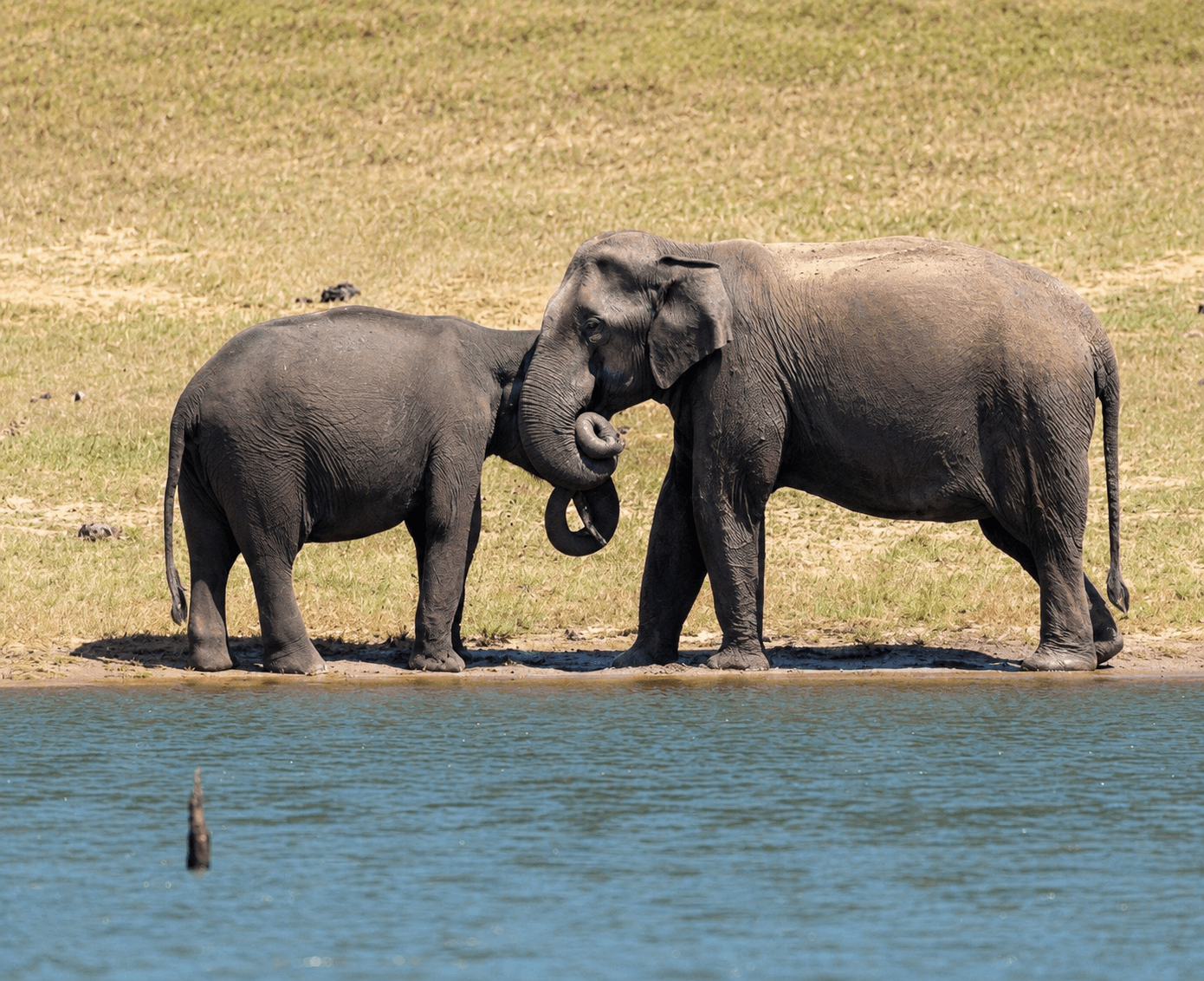 Thekkady